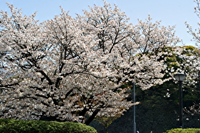 竹橋の桜